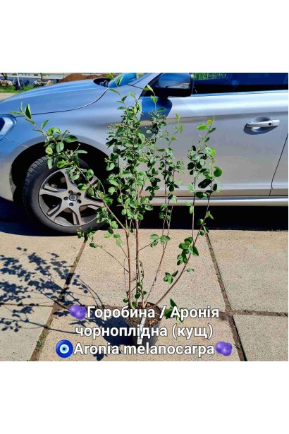 Горобина / Аронія чорноплідна (кущ) - 3л/вис.100-120см/Ø30-50см